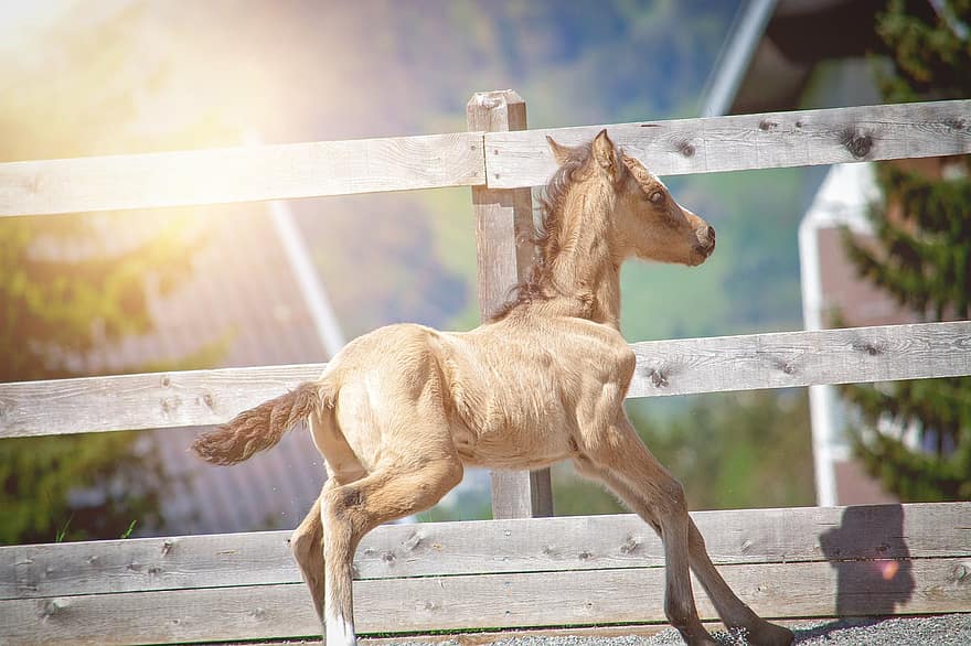 πουλάρι, άλογο, ράντσο, μικρό άλογο, νέο άλογο, νεαρό ζώο, μωρό ζώο, νεογέννητος, γκριζόμαυρος, θηλαστικό ζώο, ιππασία πόνυ