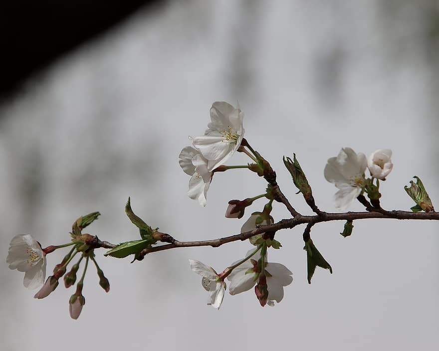 virágok, cseresznye virágok, szirmok, ág, virágzó, Sakura, növényvilág, sakura fa, tavaszi, tavaszi szezon, természet