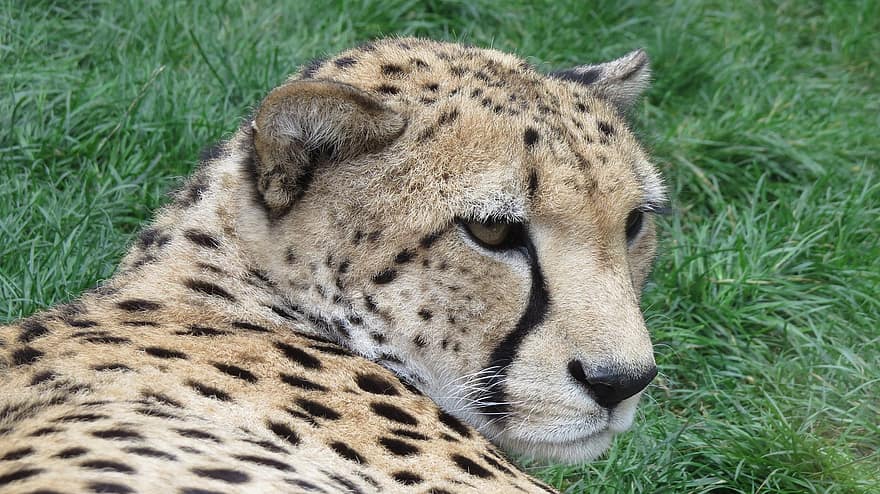 Gepard, Kočkovitý, skvrny, divoké zvíře, Afrika, savany, tráva, oči
