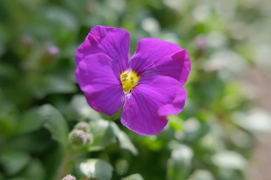 цвете, природа, пружина, лилаво, Обикновен пурпурен скален кресон, разцвет, цвят, ботаника, растение, едър план, венчелистче
