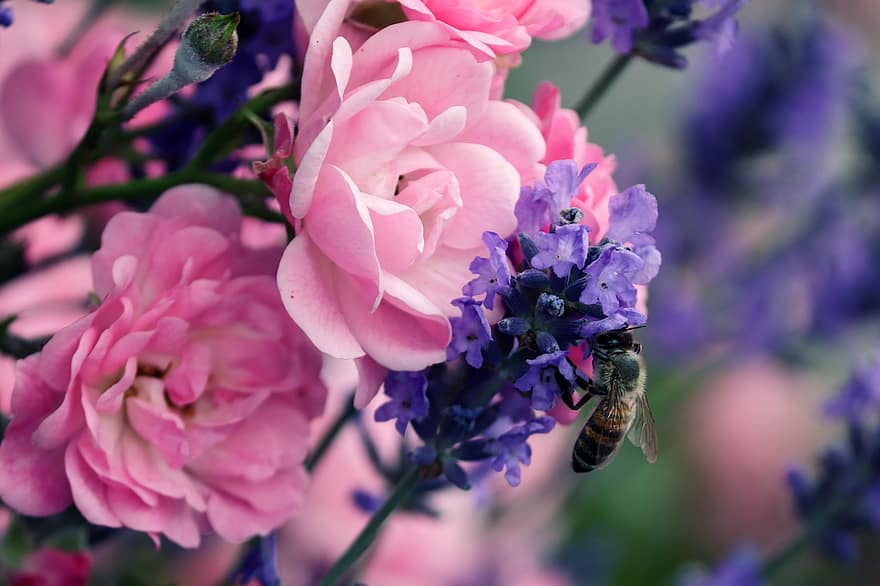 ช่อลาเวนเดอร์, ดอกกุหลาบ, ผึ้ง, แมลง, ม่วง, สีชมพู, ดอกไม้, ธรรมชาติ, สวน, สวนกุหลาบ, ความงาม