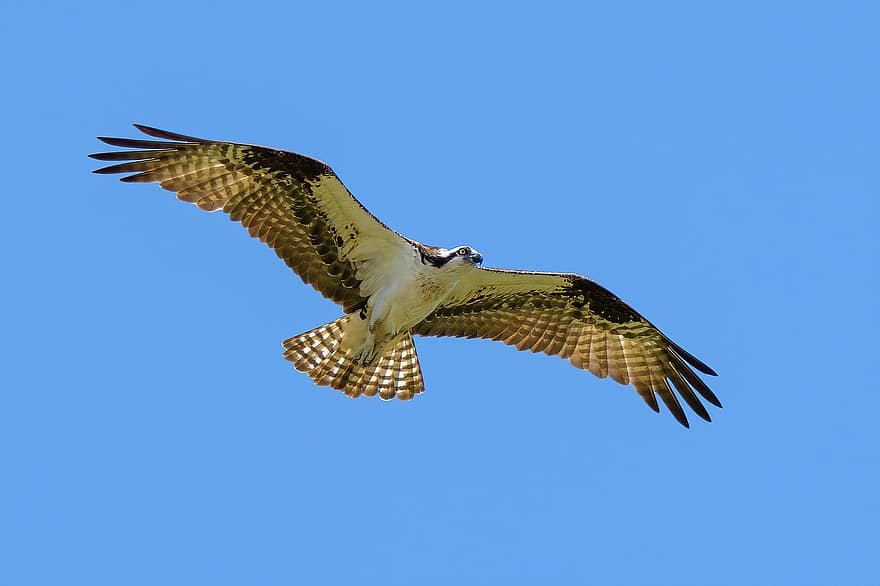 osprey, burung, penerbangan, langit, raptor, elang laut, burung pemangsa, hewan, predator, margasatwa, sayap