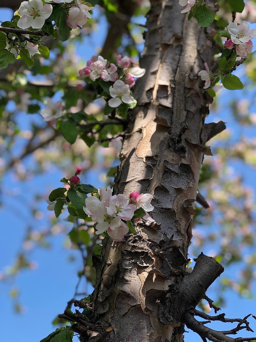 ябълкови цветове, цветя, бели венчелистчета, Ябълково дърво, листенца, разцвет, цвят, флора, пролетни цветя, природа, дърво