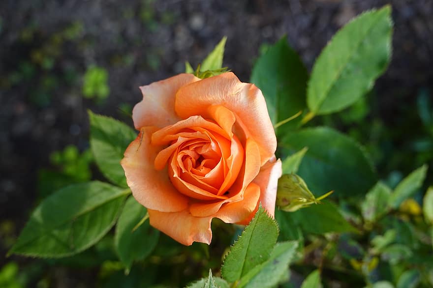 Rosa, flor, planta, rosa naranja, flor naranja, floración, naturaleza, jardín, de cerca, hoja, pétalo