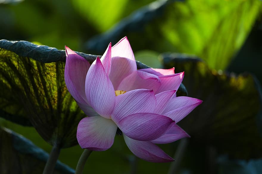 lotus, blomma, Lotus blomma, rosa blomma, kronblad, rosa kronblad, vattenväxter, flora