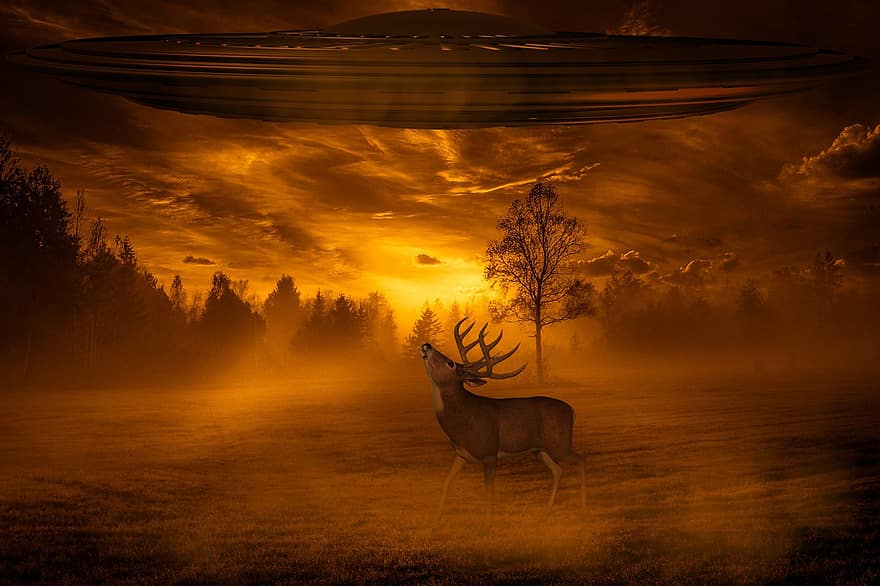 日没、宇宙船、鹿、森林、ファンタジー、木、神秘、夜、霧、野生の動物、雲