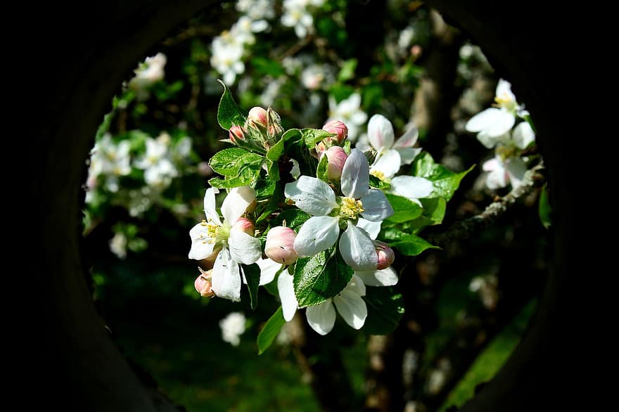 gėlės, pavasaris, pobūdį, medis, obuolys