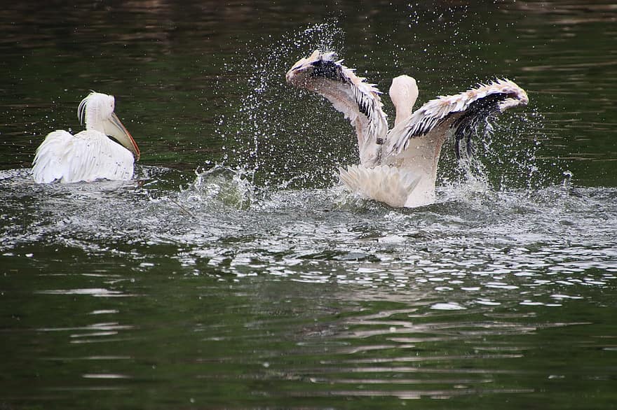 pelikāni, putni, dīķis, balti pelikāni, ūdens putni, ūdensputni, dzīvnieki, ķekari, spalvas, splash
