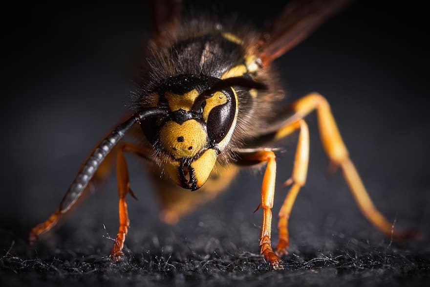 insekt, geting, varelse, fara, sting, öga, makro, närbild, bi, gul, små