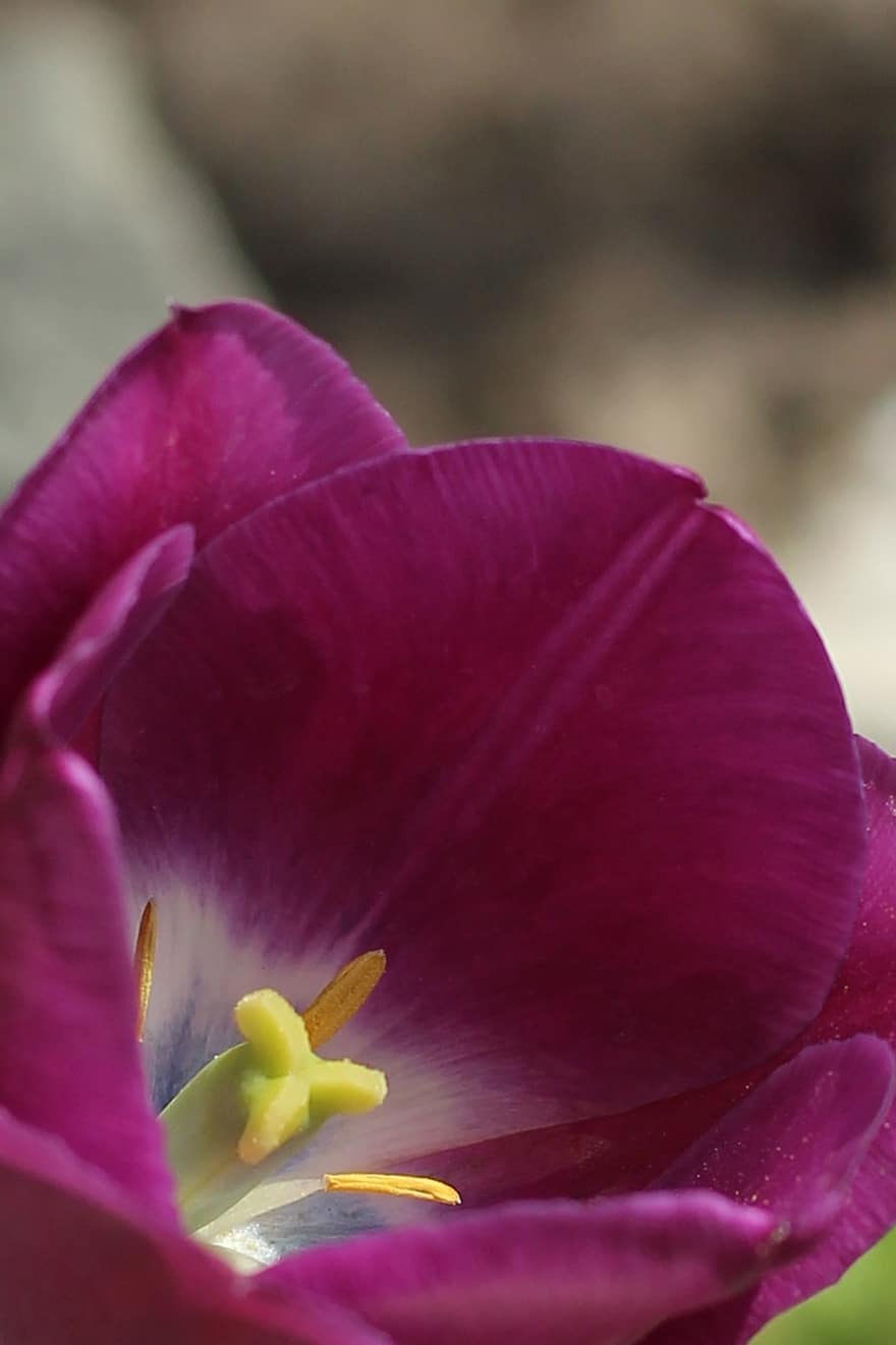 tulipan, violett tulipan, violett blomst, blomst, vår, flora, natur, nærbilde, anlegg, petal, blomsterhodet