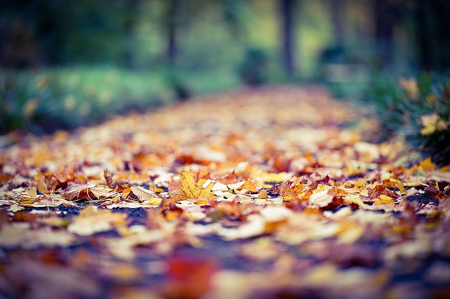 odchodzi, listowie, jesień, spadek, ścieżka, ziemia
