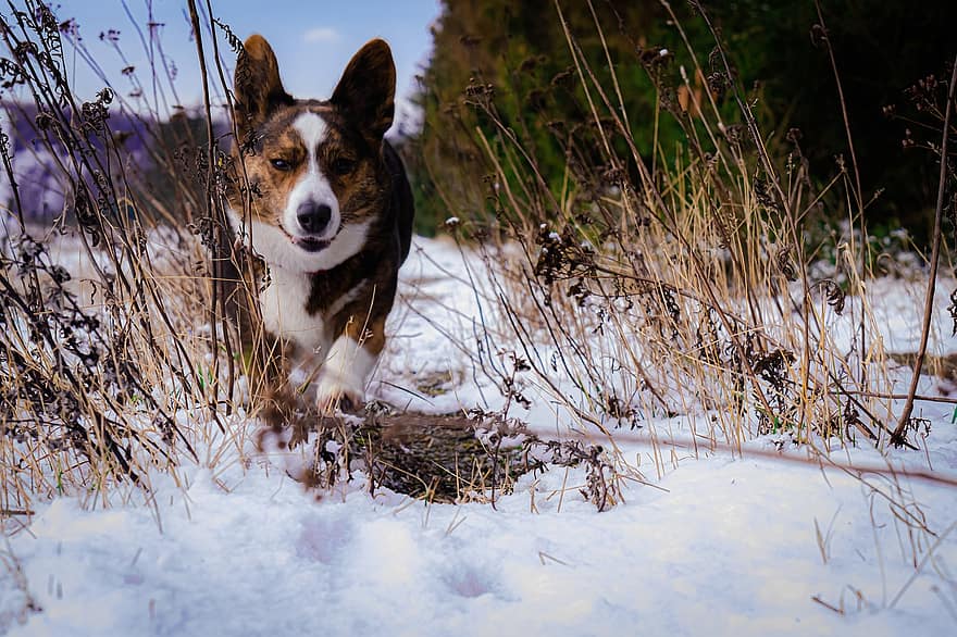 Corgi, Schnee, Hund, Haustier, Tier, Natur, Tierwelt, Haushund, süß, gehen, Hund zu Fuß
