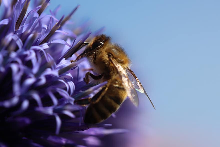 lebah madu, bunga, penyerbukan, lebah, serangga, hewan, serbuk sari, lavender, mekar, berkembang, tanaman berbunga