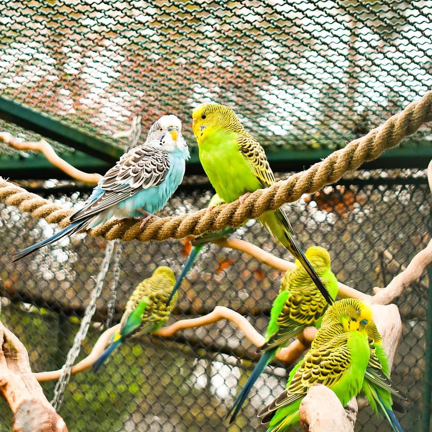 pappagallino ondulato, pappagallino, animale, uccello
