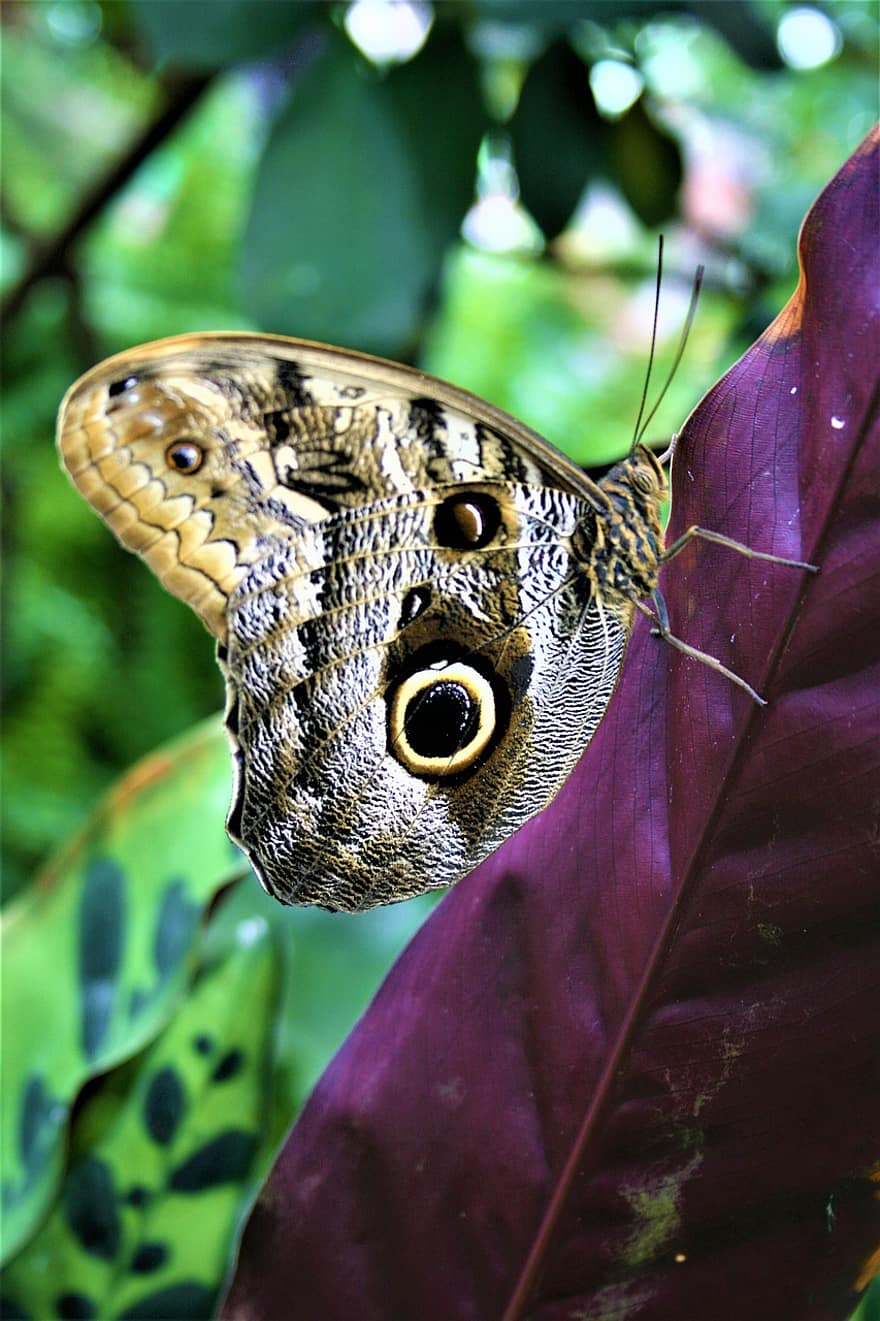 バタフライ、葉、昆虫、翼のある昆虫、蝶の羽、動物相、自然、閉じる、マルチカラー、マクロ、緑色