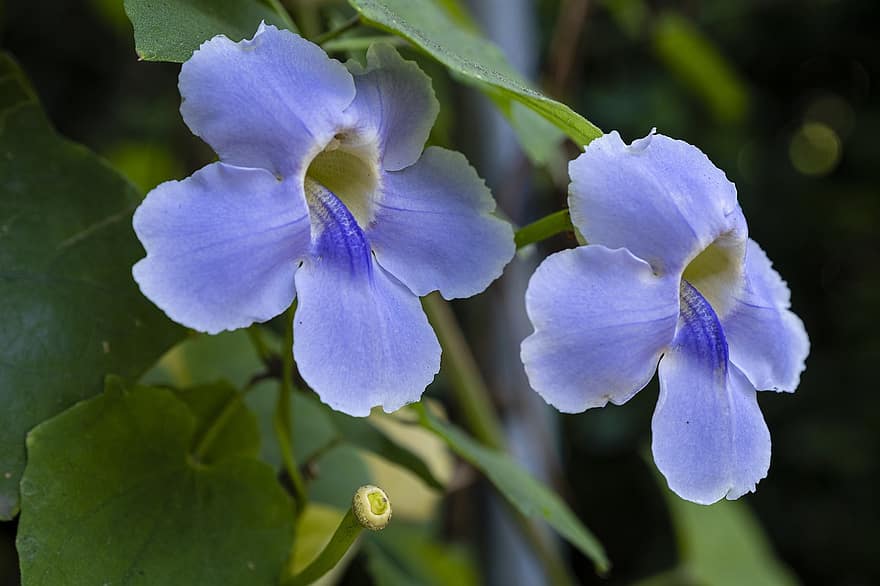 Годинникові лози, квіти, сині квіти, пелюстки, блакитні пелюстки, цвітіння, флора, рослини