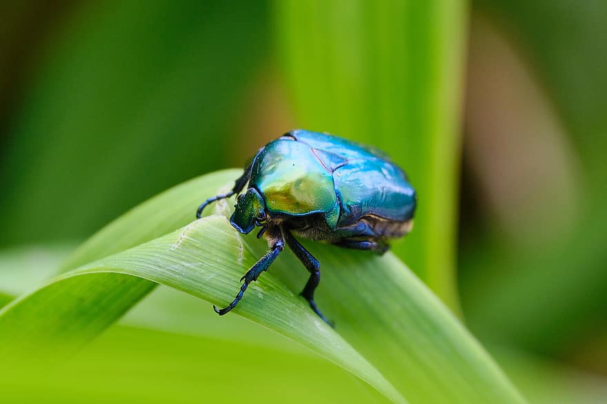 kumbang, serangga, daun, alam, menanam, rose chafer, hijau, merapatkan, makro, warna hijau, musim panas