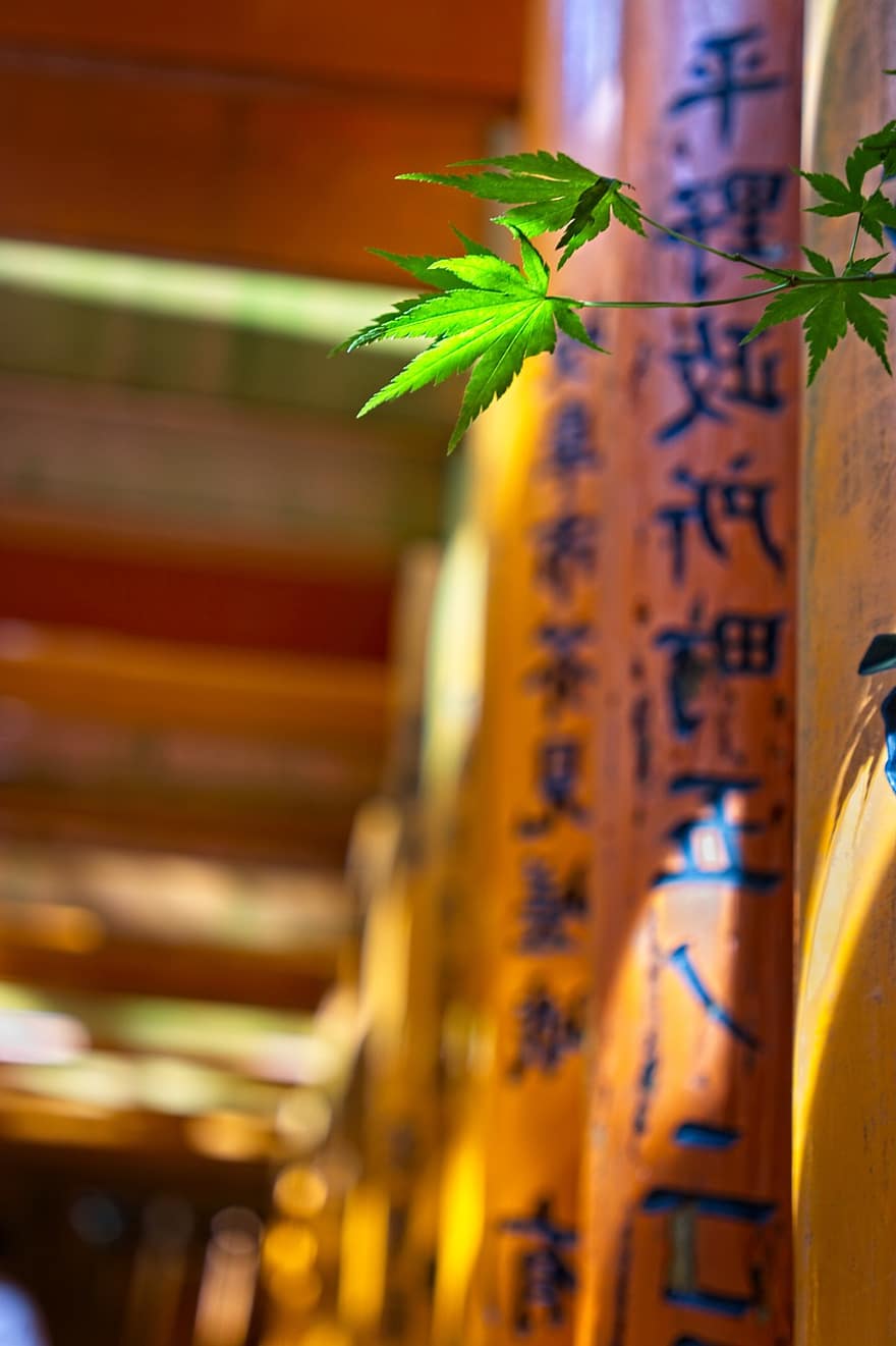 клен, листа, храм, капище, Осака, Киото, Япония, растение, дърво, градина