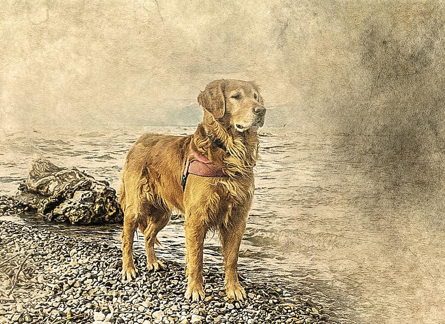 Dog, Golden Retriever, Art, Animal, Vintage, Scrapbooking, Paper, Texture, Scrapbook, Decorative, Page