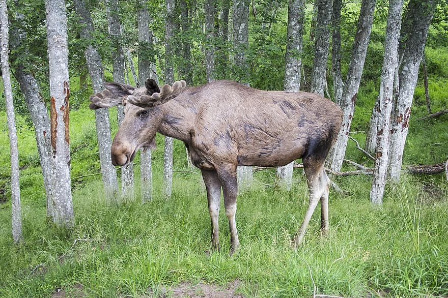 Elk Bull, Σουηδία, κέρας ελαφιού, άγρια ​​ζωή, ζωγραφική φωτογραφία, δάσος, ερημιά, γρασίδι, ζωικού κόσμου, άγριος, δέντρα