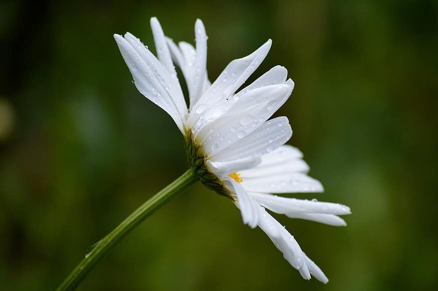 Daisy, Flower, Dew, Plant, White Flower, Marguerite, Petals, Blossom, Bloom, Nature, Flora