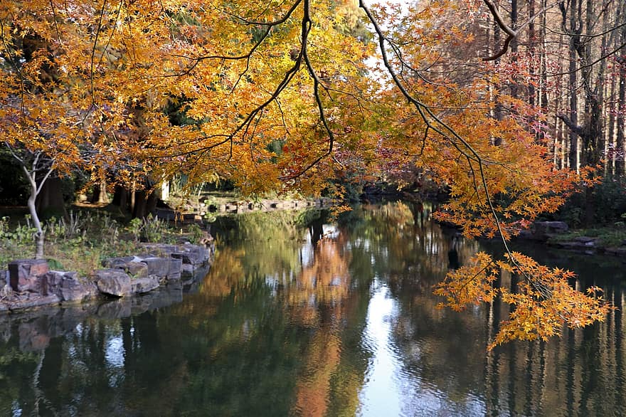otoño, lago, árboles de maple, parque