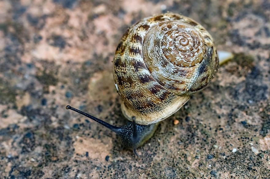 Snail, Gastropod, Mollusc, Animal, Nature, close-up, slimy, slow, macro, mollusk, crawling