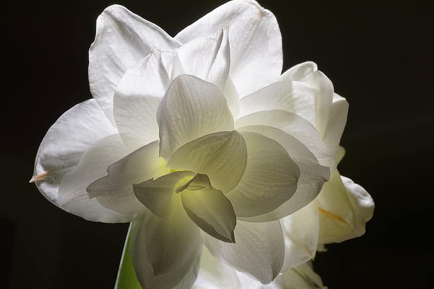 amarilis, flor, flor blanca, pétalos, pétalos blancos, floración, flora, planta, naturaleza, de cerca, pétalo
