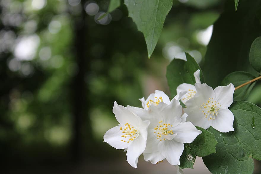 Jasmin, weiße Blumen, Garten, blühen, Natur, Frühling