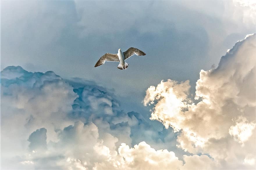 pilviä, ukonilma, lokki, lintu, seevogel, taivas, cloudformation, eteenpäin, myrsky, lentää pois, draama