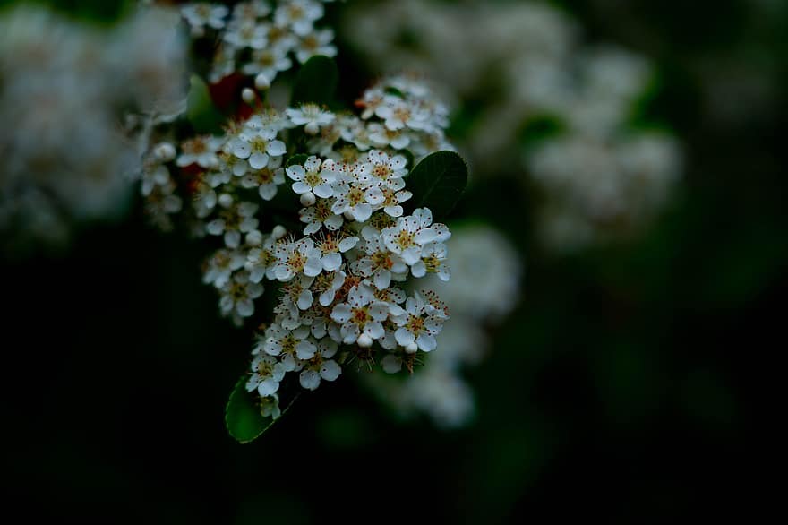 những bông hoa trắng, hoa trắng, những bông hoa, hoa nở, Thiên nhiên, vườn, cận cảnh, cây, bông hoa, mùa hè, màu xanh lục