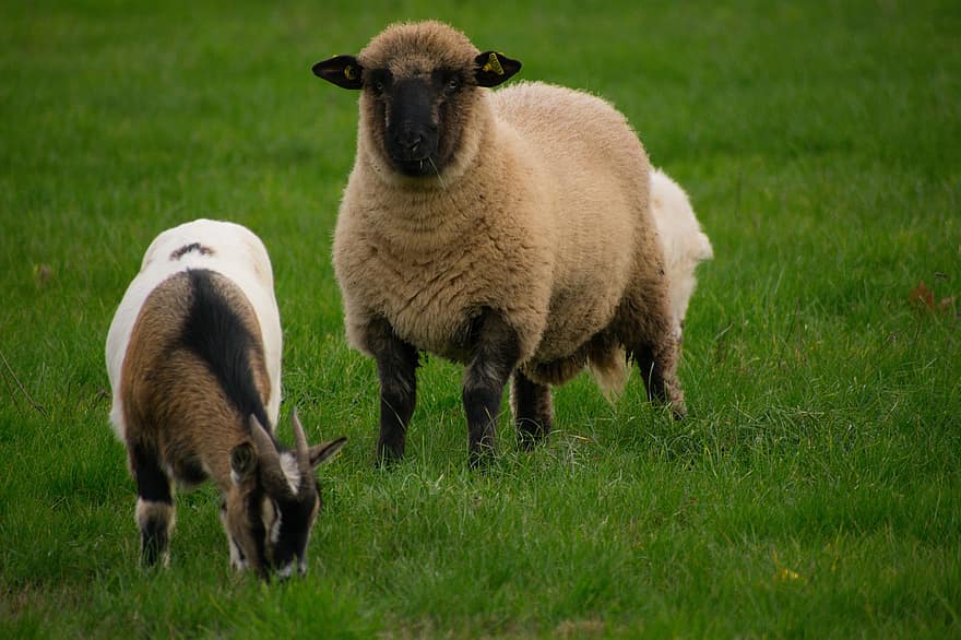 avių, ožka, nykštukė, žolėnai, žolė, ganyklose, žinduolių, vidaus, gyvūnams