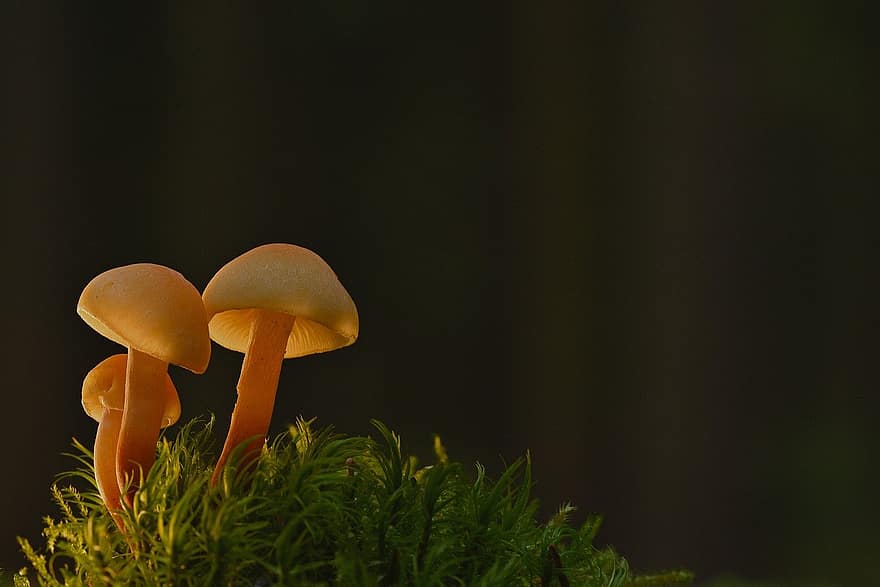 грибы, мох, микология, крупный план, грибок, завод, лес, зеленого цвета, рост, время года, осень