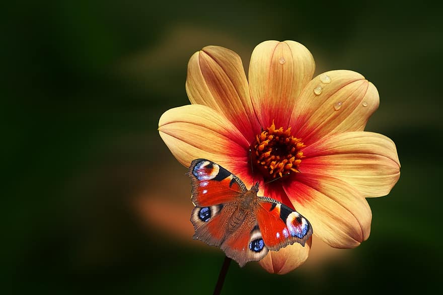 květ, motýl, jiřina