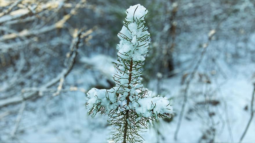 hiver, la nature, neige, conifère, épicéa, à feuilles persistantes
