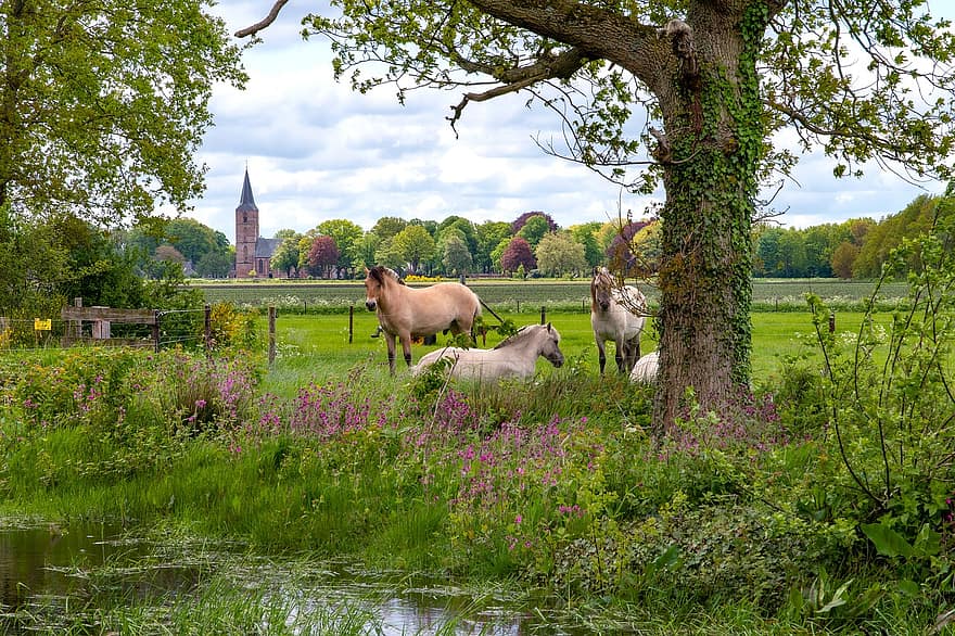 Pieterpad, Hollanda, kırsal bölge, atlar, doğa, çayır, kırsal manzara, Çiftlik, çimen, yaz, at
