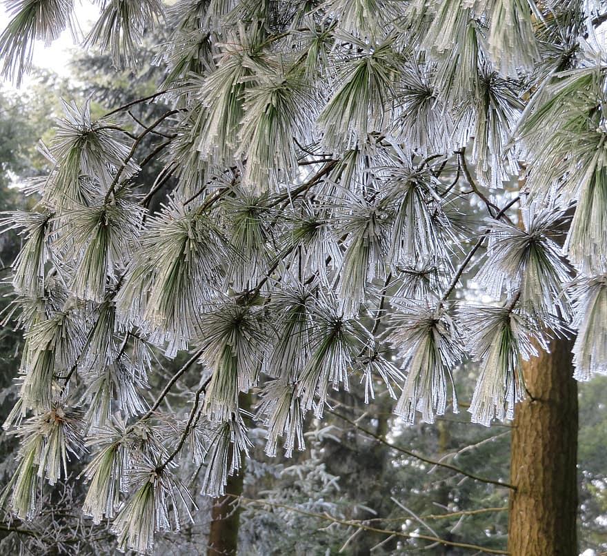 mùa đông, cây, Thiên nhiên, Mùa, ngoài trời, rừng, nhấp nháy, Weymouth Pine, sương muối, chi nhánh, cây có lá kim