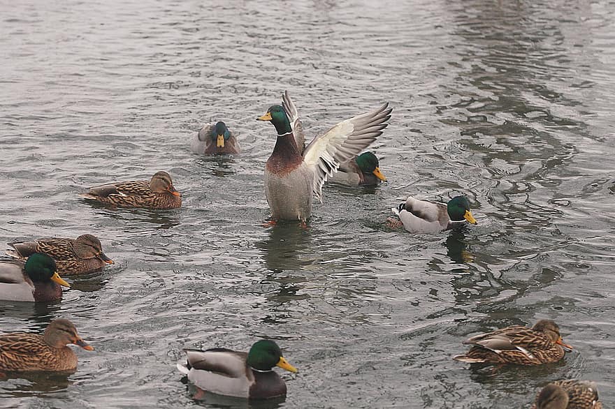 Ducks, Animal, River, Nature, Birds, Winter, Water, Feathers, Wings, Fauna, duck