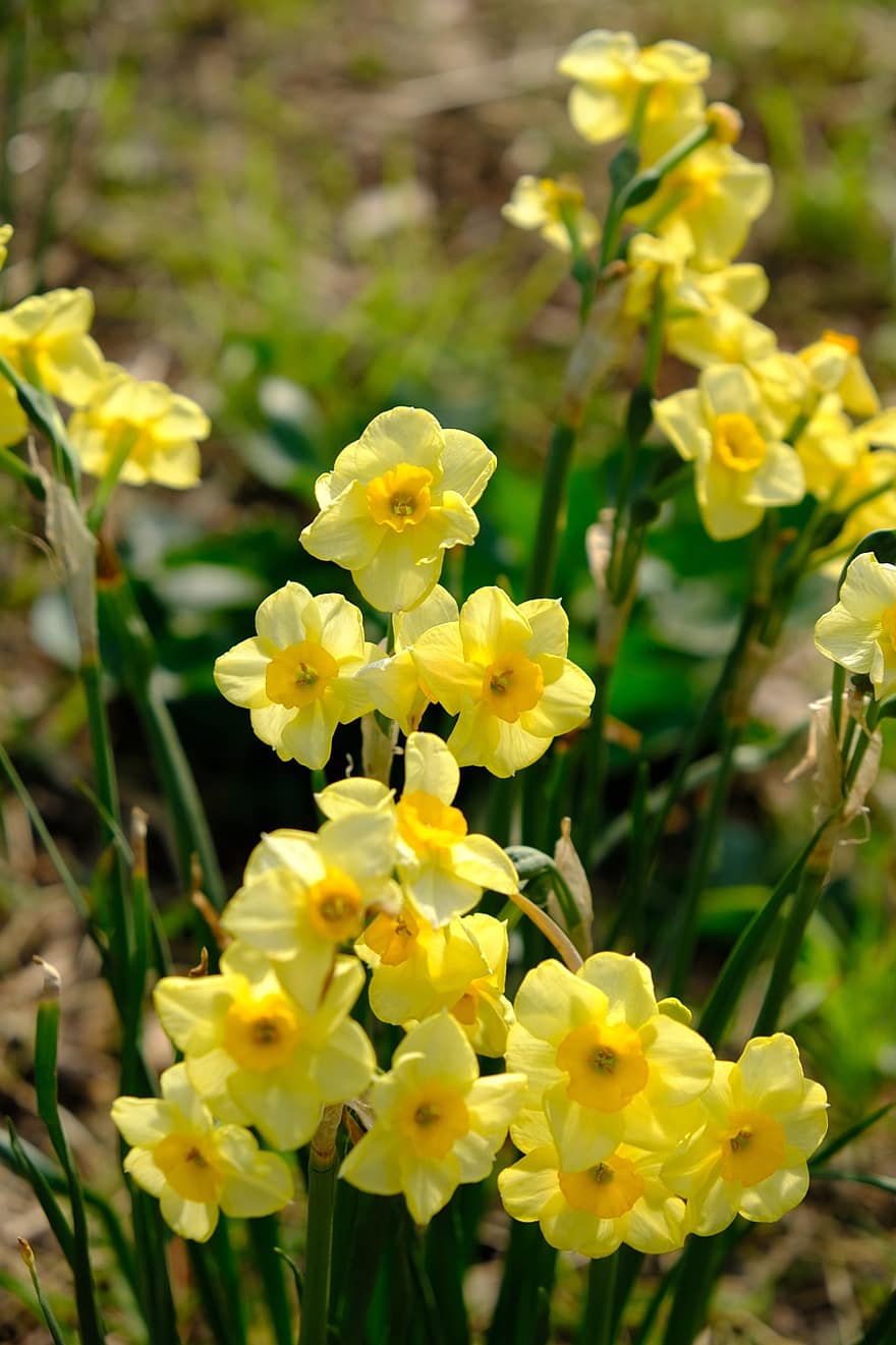 λουλούδια, νάρκισσος, Rush Daffodil, κίτρινα άνθη, κήπος, φυτά, φύση, χλωρίδα, λουλούδι, κίτρινος, φυτό