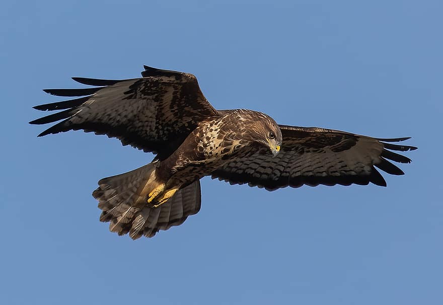 buzzard, ocell, animal, avió comuna, volant, alça, ales, rapinyaire, raptor, vida salvatge, depredador