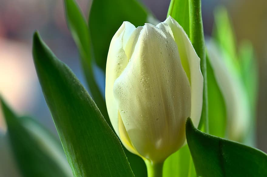tulipán, květ, žlutý květ, okvětní lístky, žluté okvětní lístky, flóra, rostlina, Příroda, list, detail, zelená barva