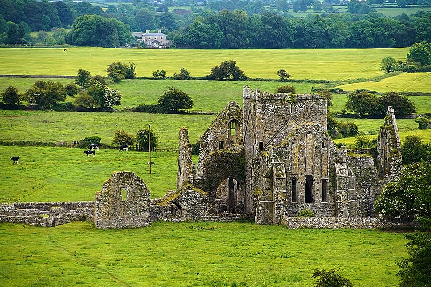 ruïnes, Església, arquitectura, vaques, Irlanda, antiga ruïna, escena rural, vell, història, cultures, lloc famós