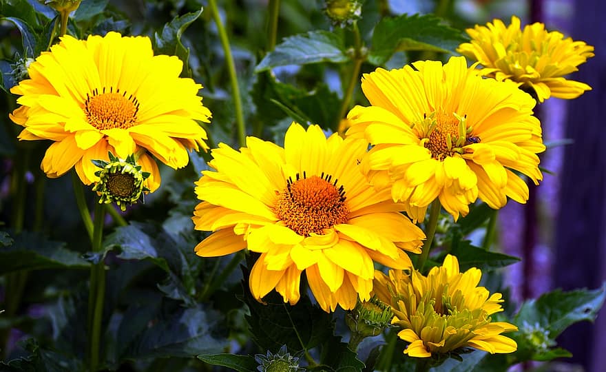 mädchenauge, λουλούδι, κίτρινος, άνθος, ανθίζω, φύση, λουλουδόκηπος