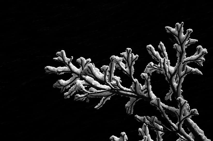 Winter, Snow, underwater, plant, water, black and white, reef, fish, close-up, branch, backgrounds