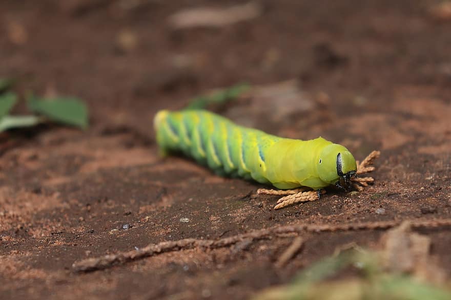 Caterpillar, Insect, Soil, Nature, Ground, Entomology, close-up, green color, larva, yellow, worm