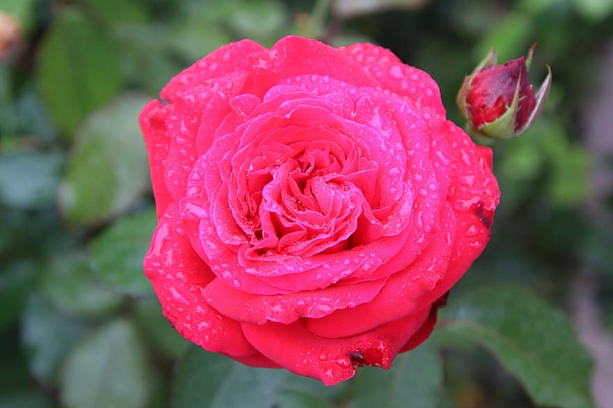rose, knopp, blomst, petals, rød rose, rød knopp, rød blomst, røde kronblader, flora, botanikk, hage