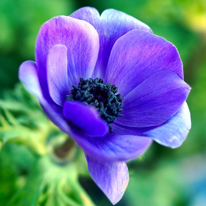 zieds, anemone, botānika, zils, zied, ziedlapiņām, pavasarī, raksturs, flora, tuvplāns, augu