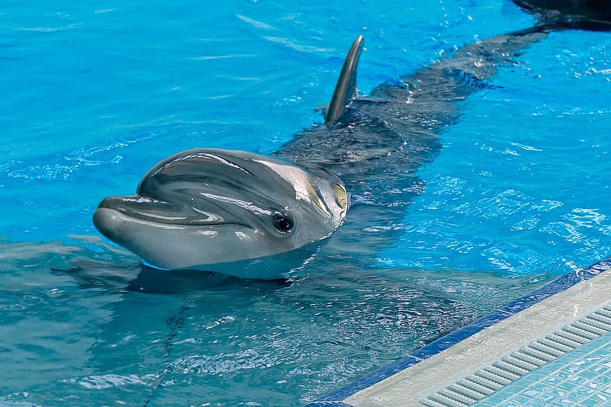 дельфин, морское млекопитающее, животное, бассейн, аквариум, дельфинарий, воды, млекопитающее