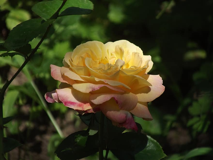 Rose, fleur, plante, Une rose jaune, fleur jaune, pétales, Floraison, jardin, la nature, feuille, pétale