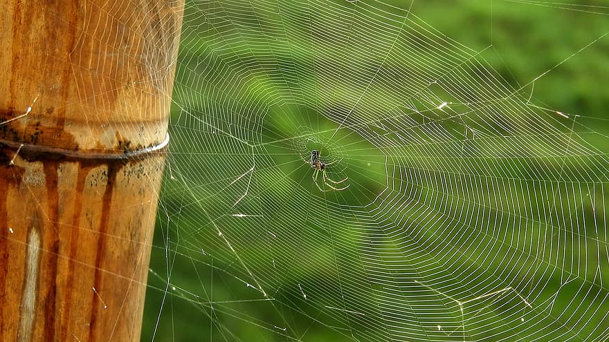 serangga, laba-laba, sarang laba-laba, habitat, ilmu serangga, jaring laba-laba, merapatkan, embun, penurunan, makro, latar belakang